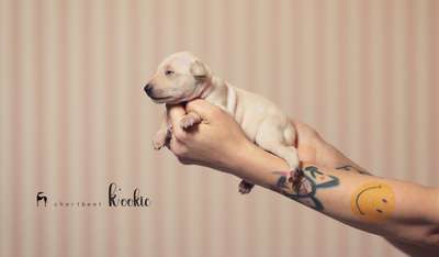 Chartbeat K'ookie