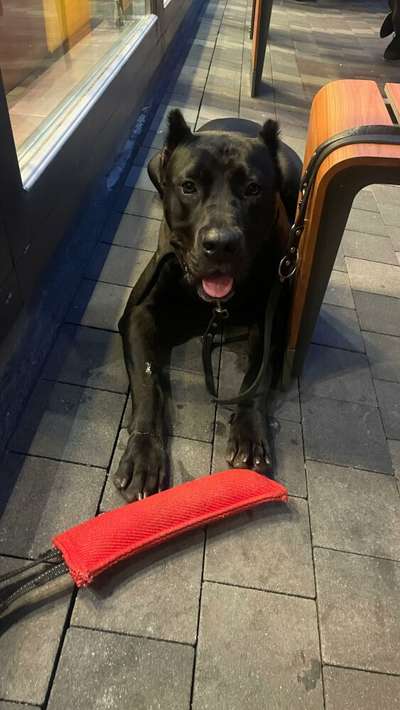 BAGHEERA DE LOS MENCEYES