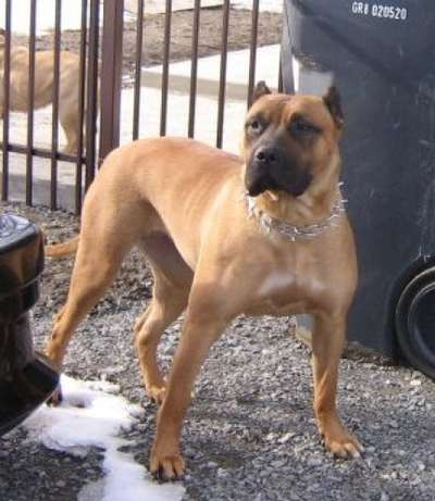 QUEBEC PRESA'S BELLA