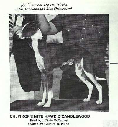 Pikop's Nite Hawk D'Candlewood