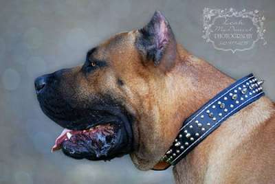 BRAVO KENNEL'S GRANDOTE