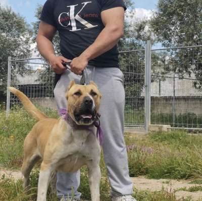 GRACIE DE SPARTA WILDBOYZ