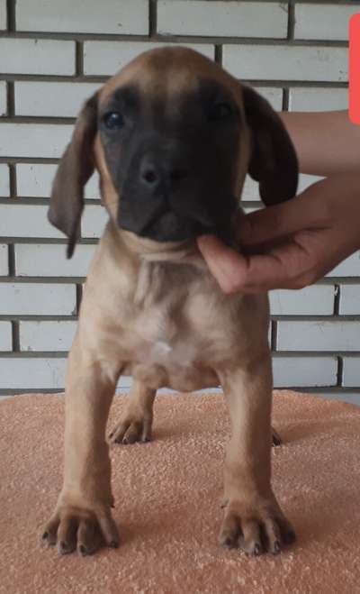 OSCAR