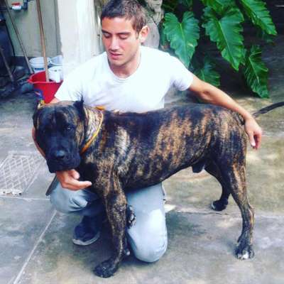 CASSIUS DE PEYRE KENNELS