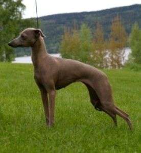 Abolla Lady Von Dogcastle