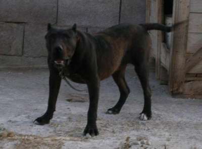 AKIRA DEL ZUMACAN