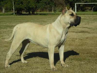 BLONDA DE RANCHO BRAVO