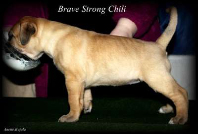 BRAVE STRONG CHILI