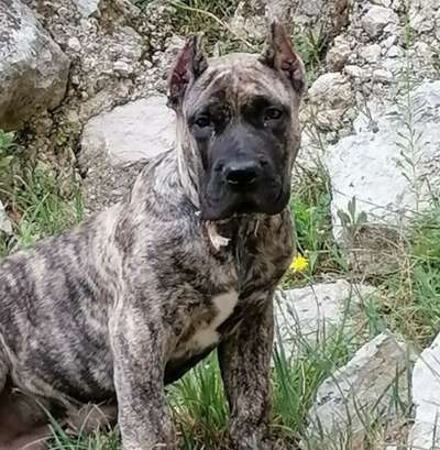 DUKE BAD DOGZ CANARIO