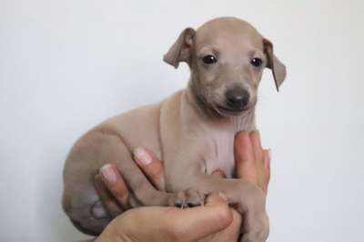 Dorian Grayhound (Gonzalez)