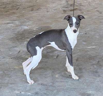 Adornare Marchwind Blue Menace