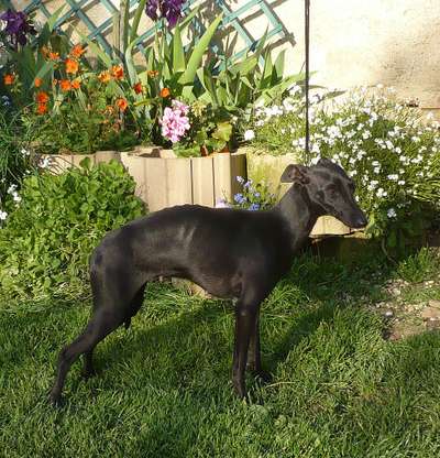 Black Star Du Manoir Des Ombreuses