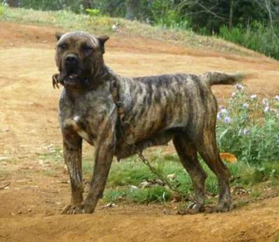 DO GALINEIRO BRUXHINA