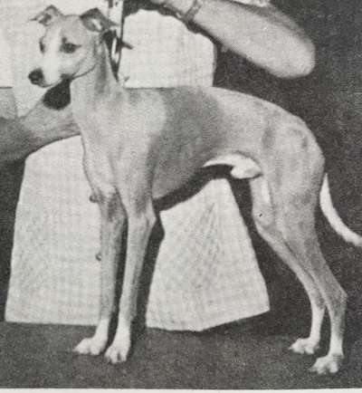 Jachelann's Sundon Palomino