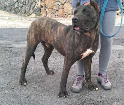 TAURO DE PERRO DE LA TIERRA