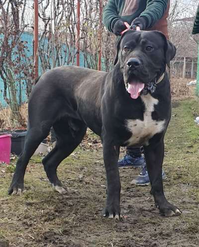 NICU DE PRESA DE GUERRA KENNEL