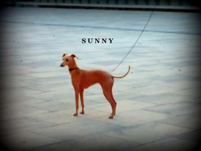 Johnnyangels Hound Of Rising Sun