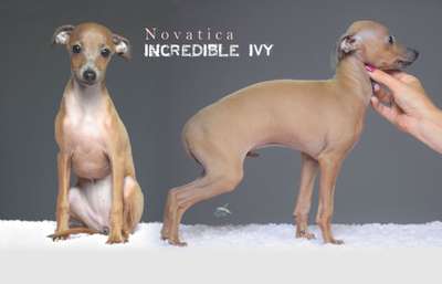 Novatica Incredible Ivy