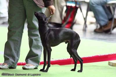 New Black Diamond di Lupicino
