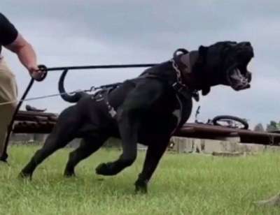BUCOVINA WORKING DOGS CERBERUS D VARRO