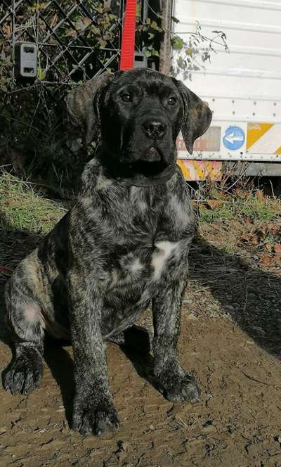 DIA PERRO LOCO DE HIERRO