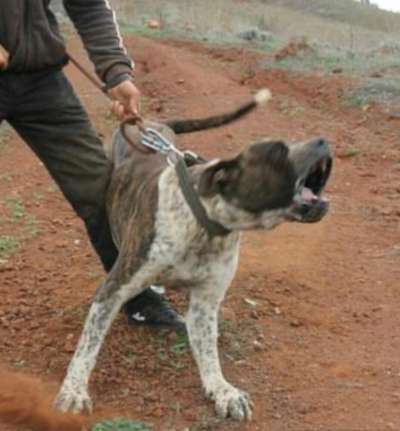 ROKE DE MATANZA