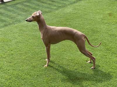 Bella Donna De Can Mesa