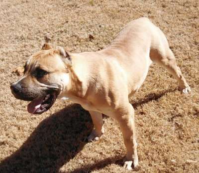 WILLY DE HAWK KENNELS