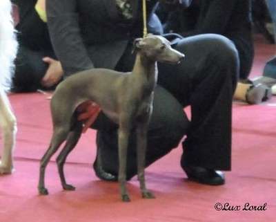 Lux Loral Letizia Lucianna