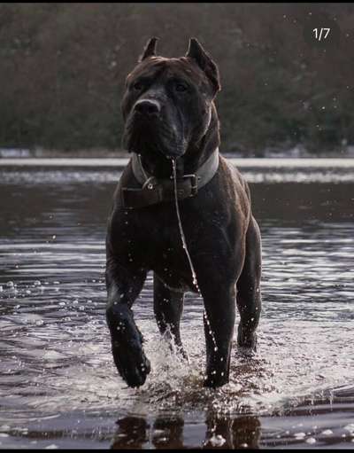 ONYX DE GLADIATOR