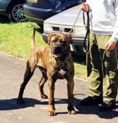 ROMPER STOMPER J7