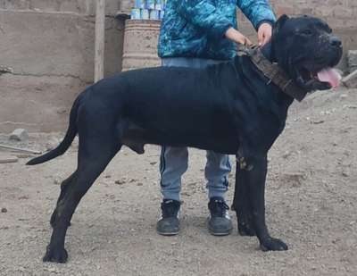 KAKAROTO DE PEYRE KENNELS