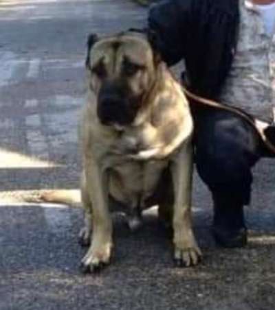TORBO DE KING ZULU
