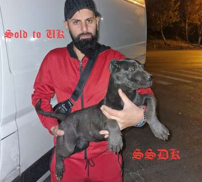VERA OF SEVEN SHARKY DINASTY KENNEL