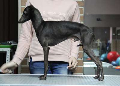 Zhemchuzhina Dona Extreme For House Of Hounds
