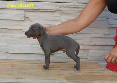 Albioli Elliot