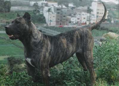 Deisi