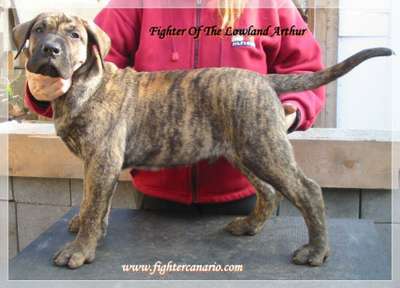 FIGHTER OF THE LOWLAND ARTHUR