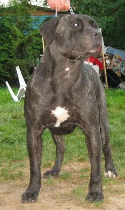 FIONA OF DOGO PARADISE