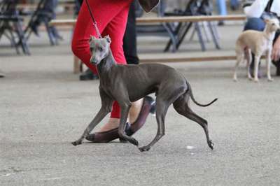 Quventus Du Chien D'Ebène