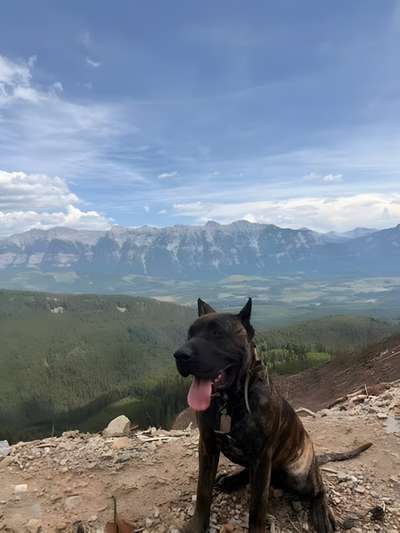 GNOCCHI OF PROPER K9