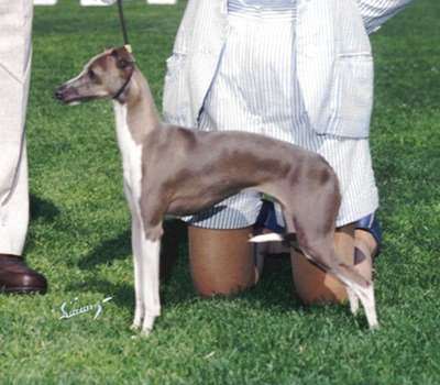 Littleluv's Dulcinea