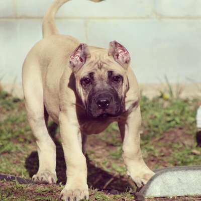 ONLY THE FAMILY KENNELS EGYPT