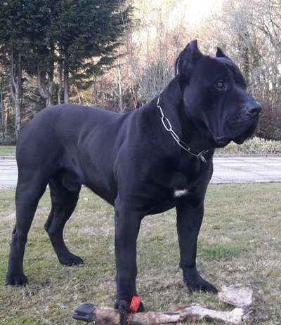 ROKO DE LOS MENCEYES
