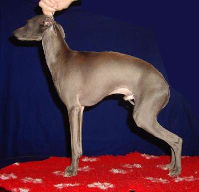 Good Beautiful Boy De Magistris