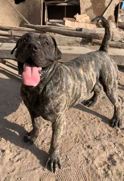 NACHO CHAJLLA PERRO DE PRESA