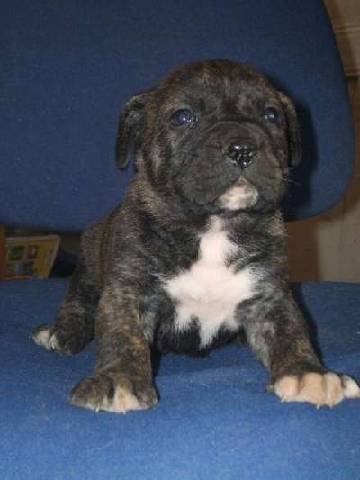 ELKA OF DOGO PARADISE