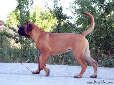 DEXTER BEST TRUMP