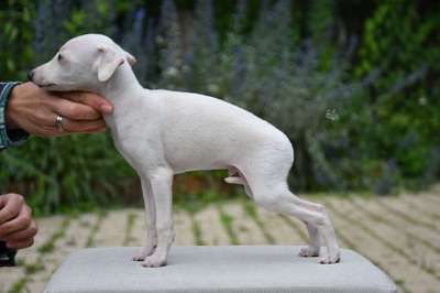 Novatica Yasper In Platinum