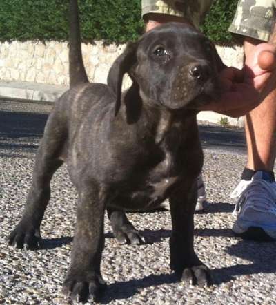 RAMOS PERRO DE PRESA BECERRIL